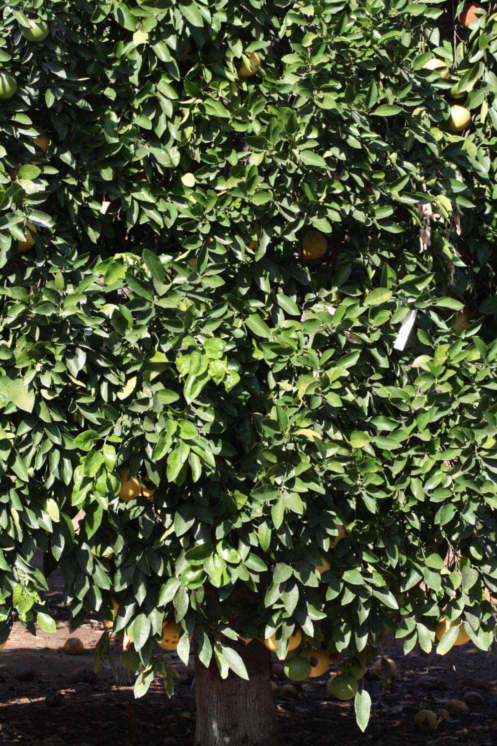            Habit (Whitney Marsh, Riverside, CA)   